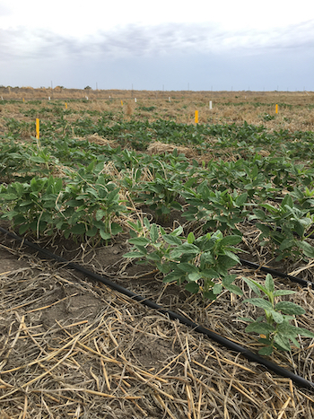 Soybean plants growing in trials at Horsham, Victoria. 