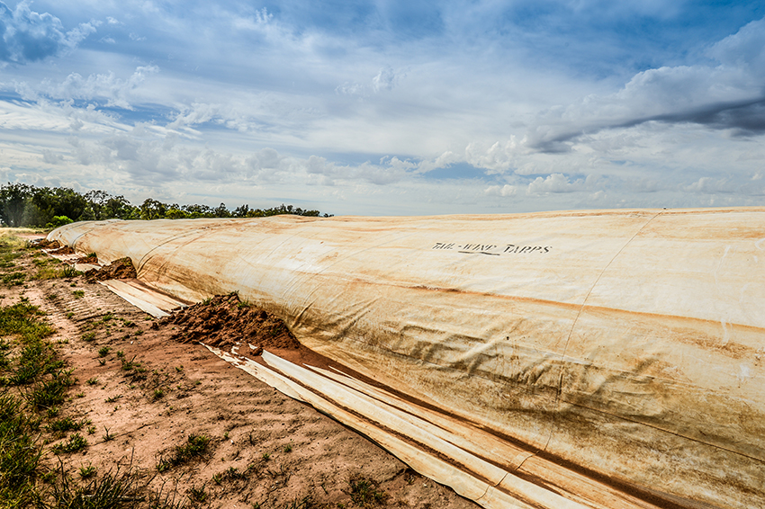 breil sells most of his family's canola at harvest. Some wheat is also sold at harvest, but if prices are low, grain is stored on-farm in bags.