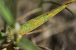 More durable leaf rust resistance in the works for barley   