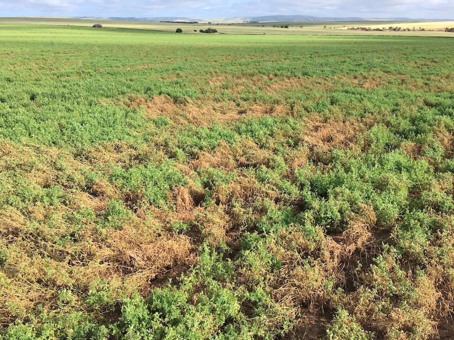 phytophthora on lentils