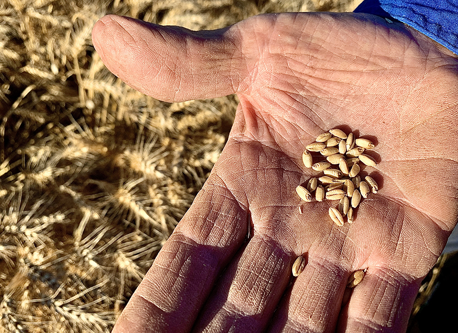 scepter wheat in a grower's hand