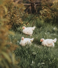 Lush new growth and chickens on pasture.