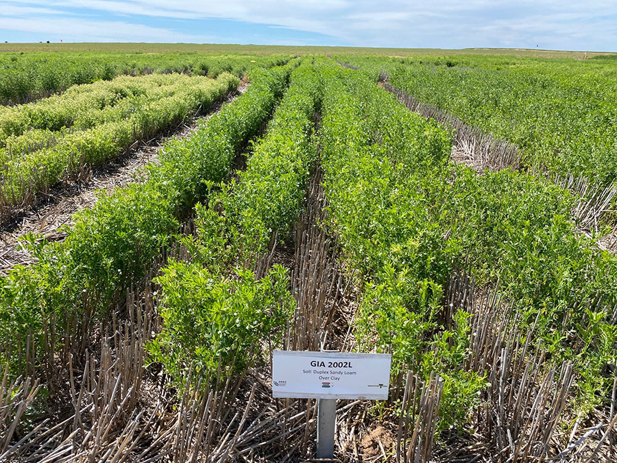 Photo of lentils affected by frost.