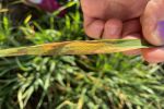 Stripe rust detected in wheat east of the Nullarbor
