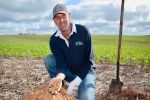 Improving productivity on South Australia’s ironstone gravel soils 