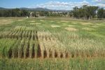 Disease resistance breakthrough for barley