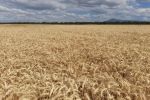 Winning cereals shine in season dogged by grey skies and disease