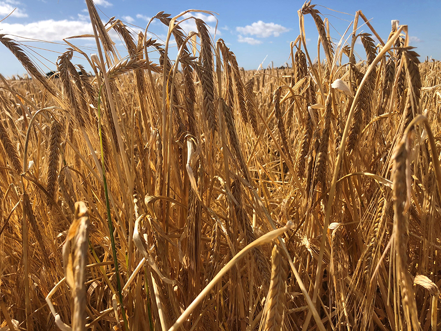 James Gilbertson's ripe barley crop.