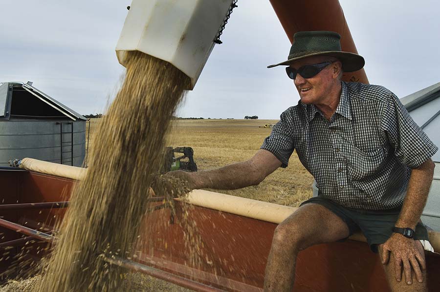 Lupin harvest