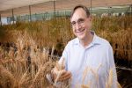 Economics stack up for wheat breeding investment 