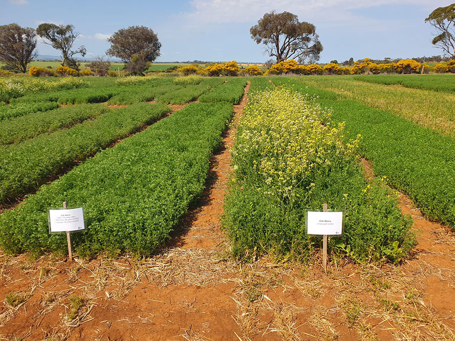 Sections of green lentil plants in a paddock with blue sky