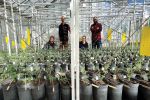 Genetic diversity matched to different farming system