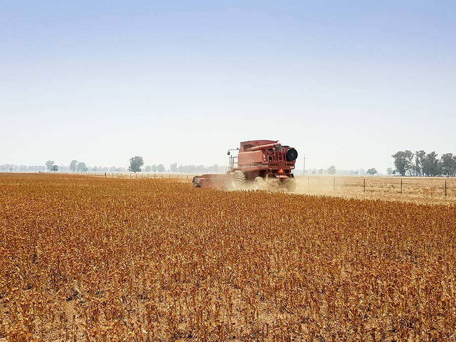 Bruce Slade, Quandialla, New South Wales, used a conventional front to harvest his 15 hectare trial plot of super-high-oleic safflowers and reported high losses. He says a draper front would result in fewer losses. PHOTO Tegan Slade