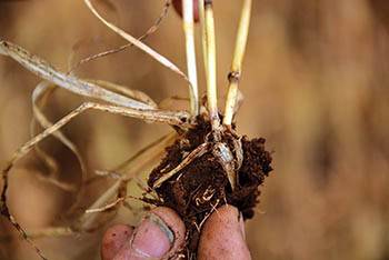 A wheat plant showing symptoms of crown rot on Matt Nottles property. PHOTO: Alistair Lawson