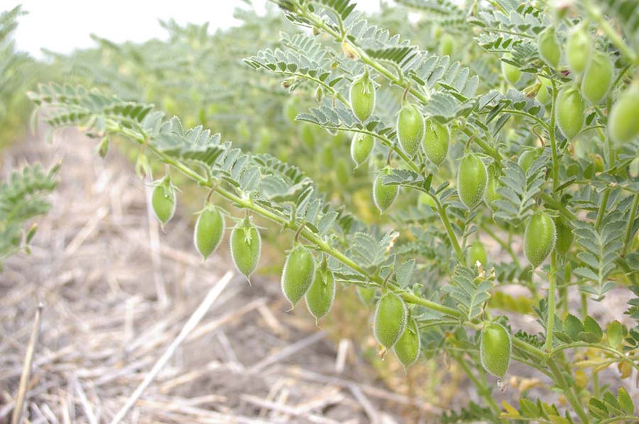 Australia is a significant global producer of pulses. PHOTO Gordon Cumming