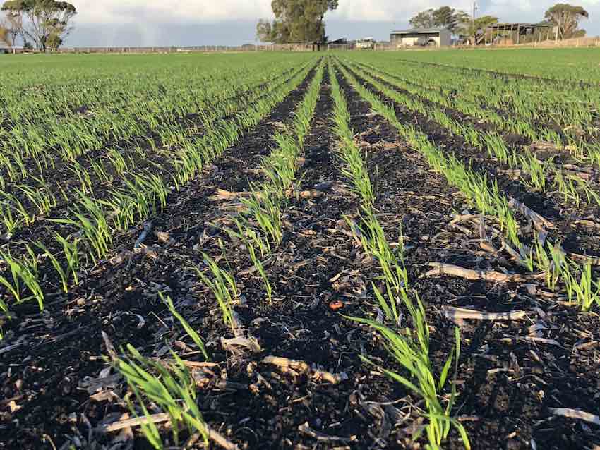 Wheat germinating on the Seears family's farm.