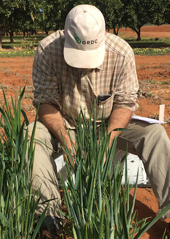 Maarten van Helden counting Russian wheat aphids on cereals