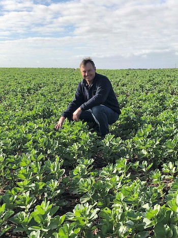 Andrew Hansen in a crop of faba beans.