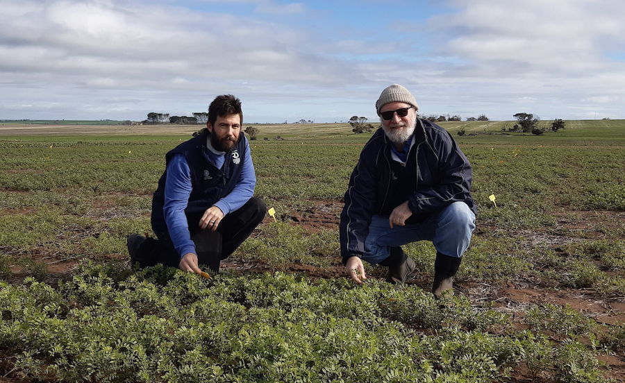 SARDI researchers Lachlan Lake and Victor Sadras in a paddock trial.