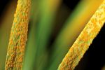 CSIRO part of wheat stem rust gene breakthrough