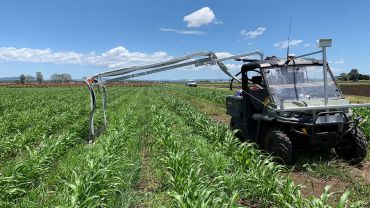 Sensor helps untangle sorghum’s complicated water use interactions 