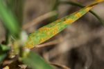 Fungicide insensitivity detected in barley leaf rust pathogen