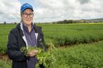 Accelerated breeding brings herbicide-tolerant chickpeas closer to commercial reality