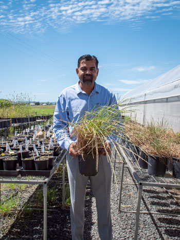 Professor Bhagirath Chauhan holding a pot of ryegrass outside other pots of ryegrass on tables either side of him..