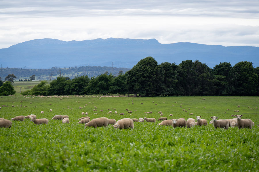 A flock of lambs in a rich green pasture on an overcast day with mountains in the background.