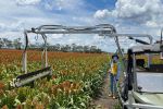 Plant early to beat heat and boost yields