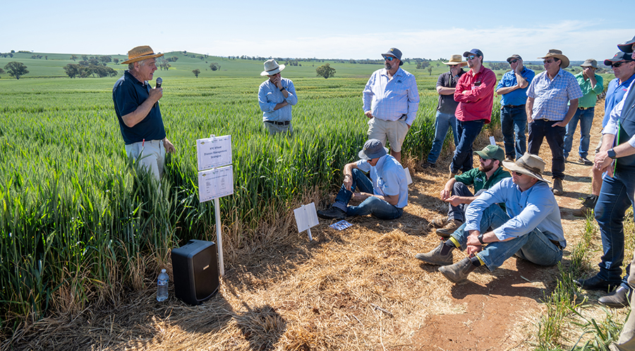 Nick Poole is standing in trials and speaking to farmers who attended the GRDC Hyper Yielding Crops field day near Wallendbeen. Nick has on a straw hat and blue FAR Australia shirt. Most farmers and advisers are standing but some are sitting on the ground.