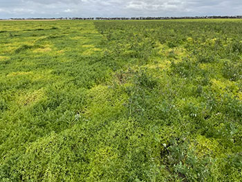 Paddock of green weeds