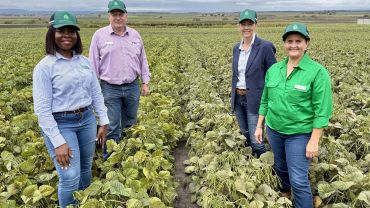 Queensland on the pulse with mungbean breakthrough