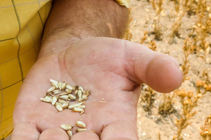 Super-high-oleic (SHO) safflower is crused to produce oil with an oleic acid content of more than 90 per cent, making it the only plant-based source of oil suitable for high-value industrial applications. PHOTO Tegan Slade