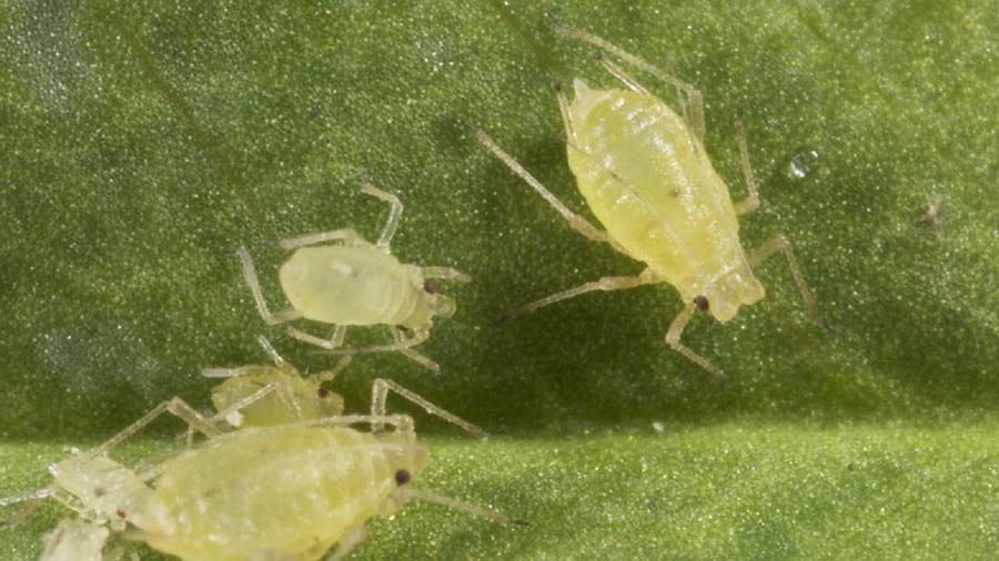 Researchers have discovered the first signs of resistance to sulfoxaflor in green peach aphid. PHOTO cesar