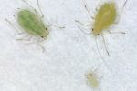 New approaches to invertebrate pest management