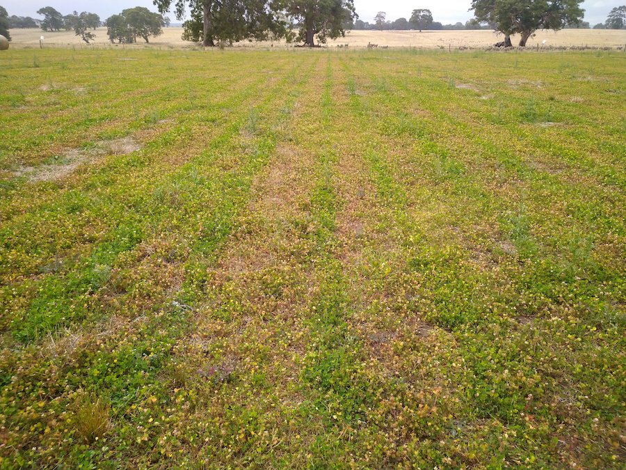 Pasture paddock where the Vennings applied manure in 2014. 