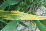 Reports of stripe rust in barley spark prompt response