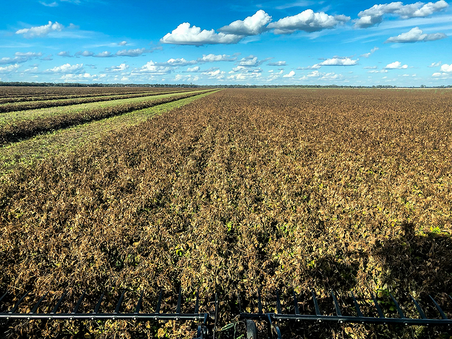 opal-au mungbeans at harvest during may 2021