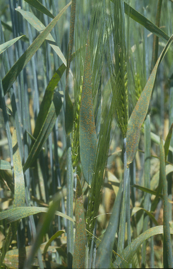 barley leaf rust