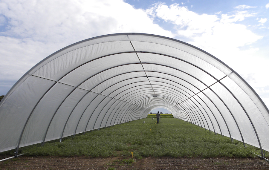 Trials inside a tunnel to simulate drought conditions.