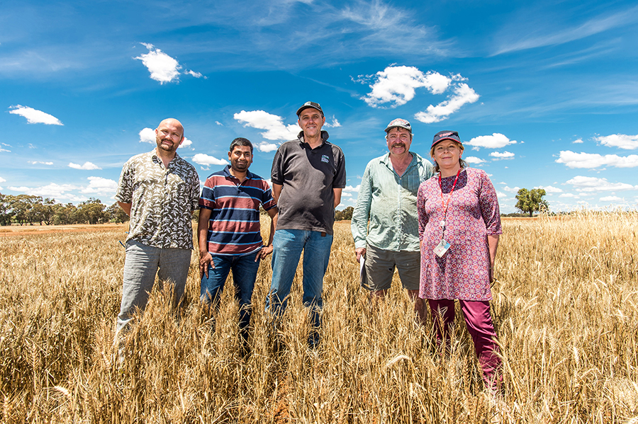 Standing in a plot containing a weed-competitive wheat line at the Graham Centre trial site near Wagga Wagga are (left to right) Charles Sturt University PhD student Pieter-Willem Hendriks, CSU research fellow Dr Saliya Gurusinghe, CSIRO Agriculture and Food research scientist Dr Greg Rebetzke, CSU technical officer Graeme Heath and CSU research professor Leslie Weston. Photo: Nicole Baxter