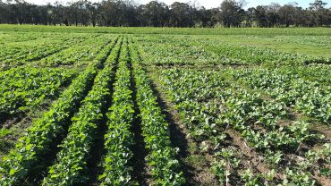 Canola primed for enhanced weed control