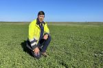 Legume pasture trials offer alternatives to the 'Mallee medic'