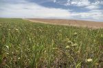 Climate drives cover crop outcomes 