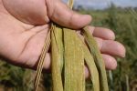 Proactive action aims to beat stripe rust
