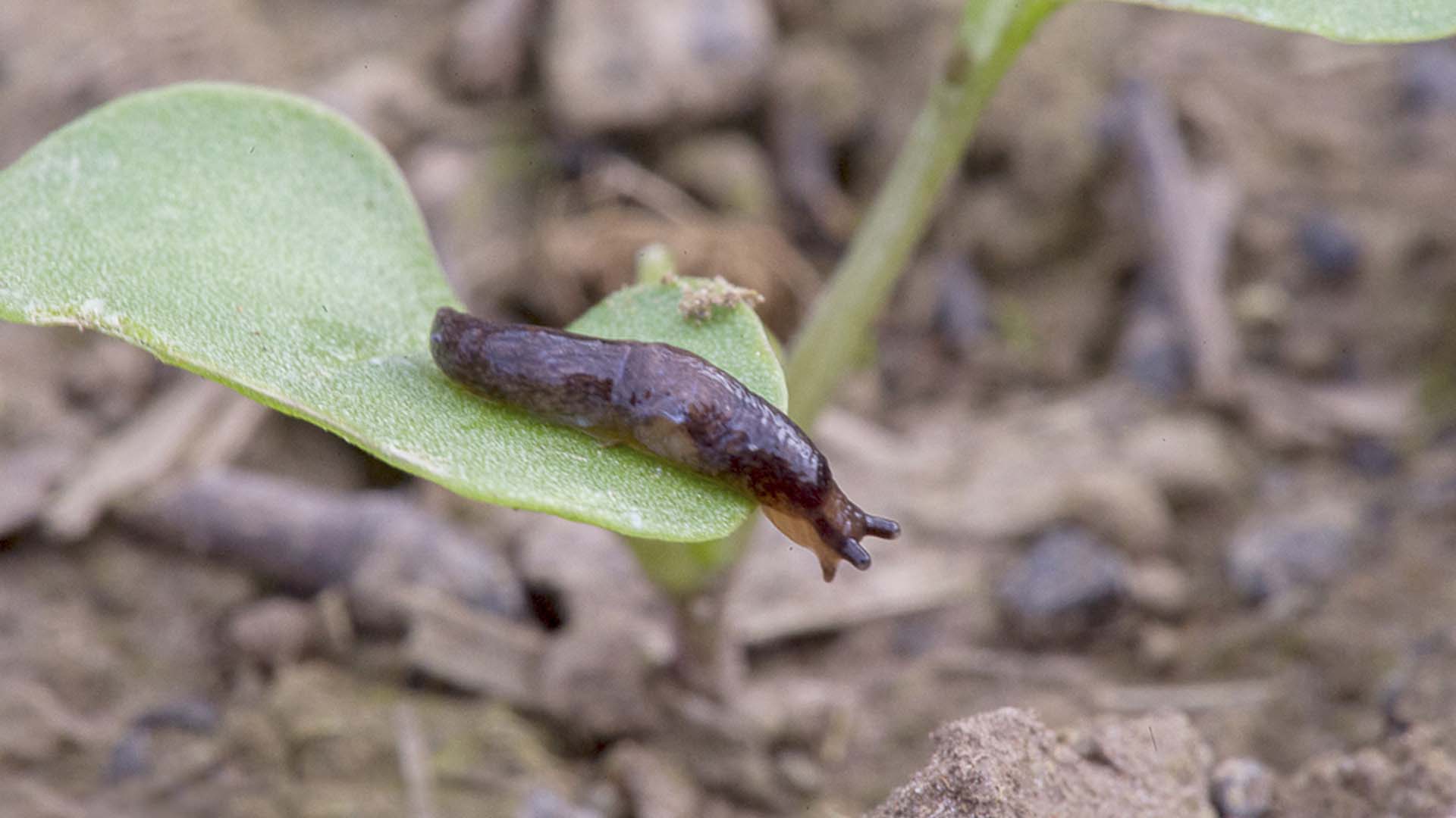 Latest GRDC Slug Control Tactics Now Available For Growers Groundcover   Slugs 