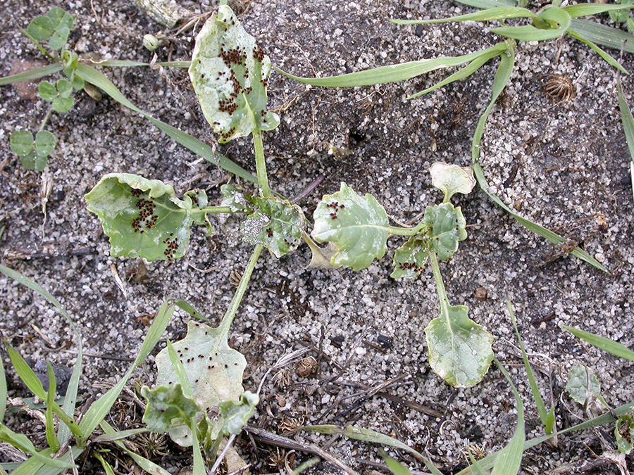 redlegged earth mites with black bodies eating canola seedlings and causing the leaves to go silver
