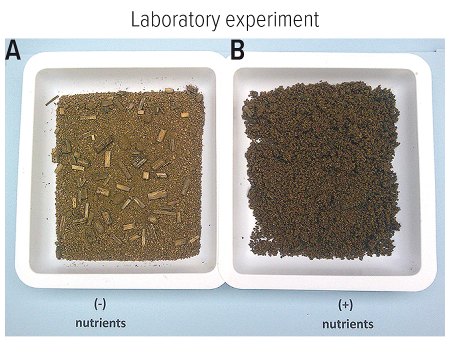 soil organic matter