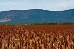 Project aims to expand options for Australian sorghum 